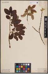 Foto von Salix caprea L.